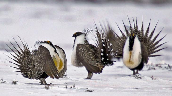 Sage grouse review done, but scant time for Trump's changes