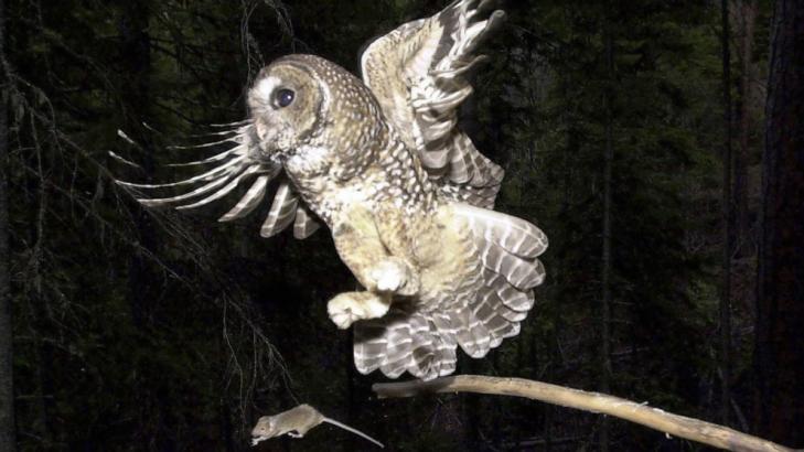 Trump administration slashes imperiled spotted owls' habitat