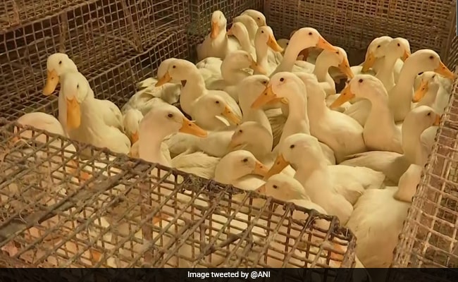Punjab Reports 1st Bird Flu Case As Samples From Dead Goose Test Positive