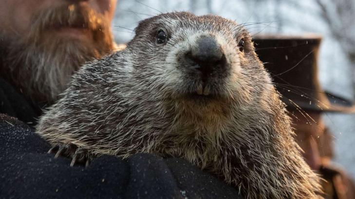 Punxsutawney Phil predicts 6 more weeks of winter after seeing his shadow