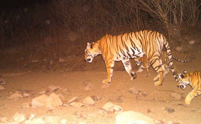Contempt Petition On Tigress Avni Killing To Be Heard In Top Court Today