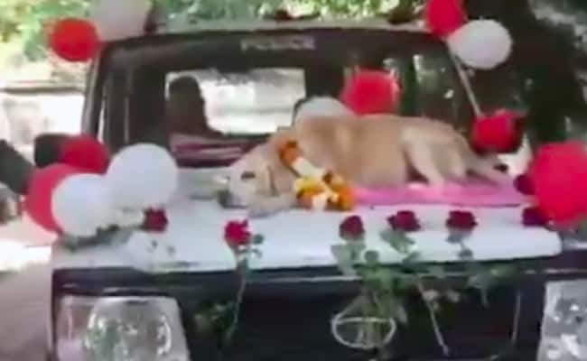 Warm Farewell For Sniffer Dog In Nashik After 11 Years Of Service. Watch