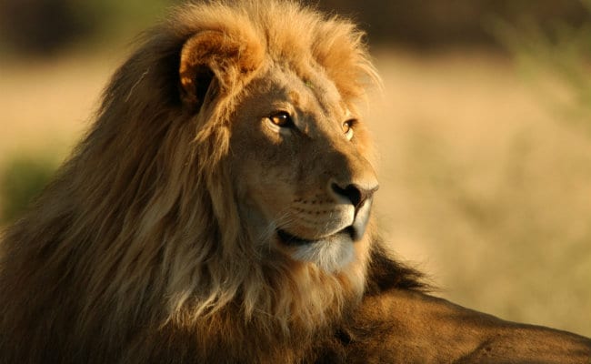 313 Lion Deaths In 2 Years In Gujarat: Minister Tells Assembly
