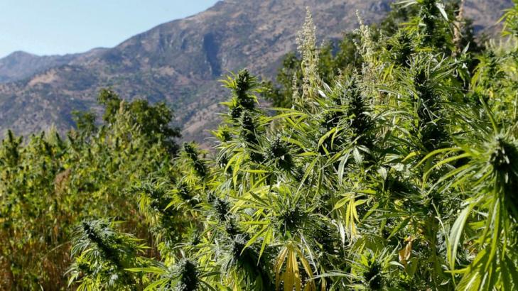 Morocco moves toward legalizing medical marijuana