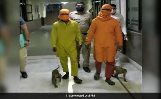 Two Delhi Men Arrested For Allegedly Robbing People Using Monkeys: Cops