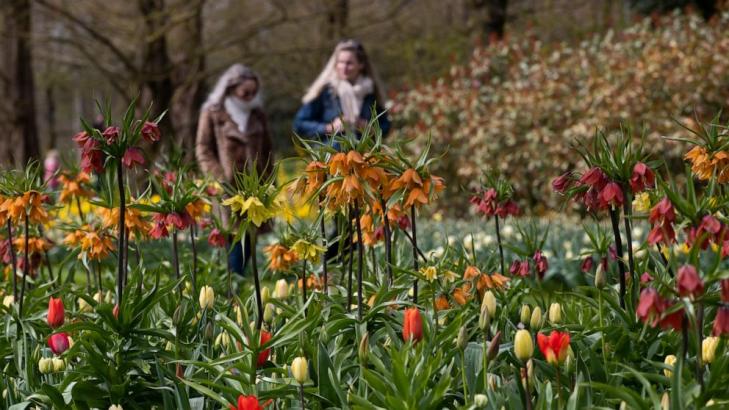 Visitors tiptoe through the tulips in Dutch virus test