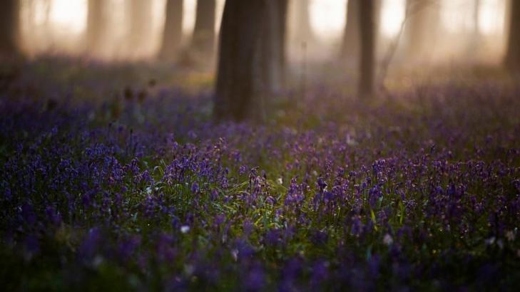 Pandemic puts tulips, bluebells, cherry blossoms in hiding