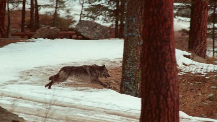 Bill to kill up to 90% of Idaho wolves signed by governor