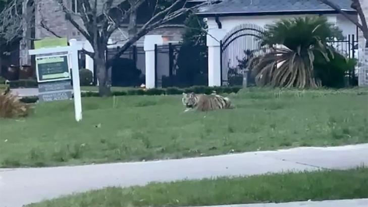 Man who fled police with tiger arrested after high-speed pursuit
