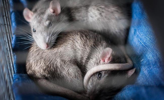 Rats Nibble Away Parts Of Baby's Foot In Madhya Pradesh Hospital Nursery