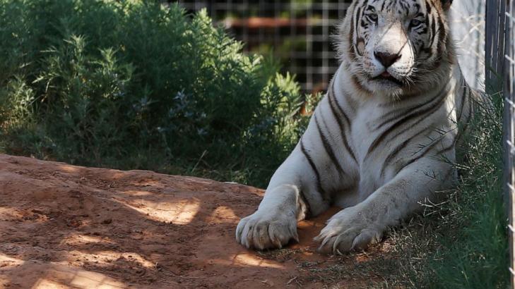 Last cat out of the Tiger King Park bag as seizure completed