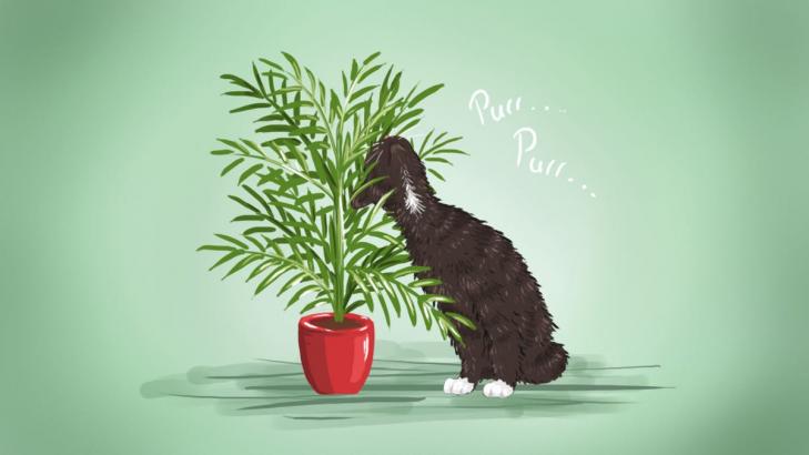 8 Low-Maintenance, Pet-Safe Houseplants Anyone Can Grow