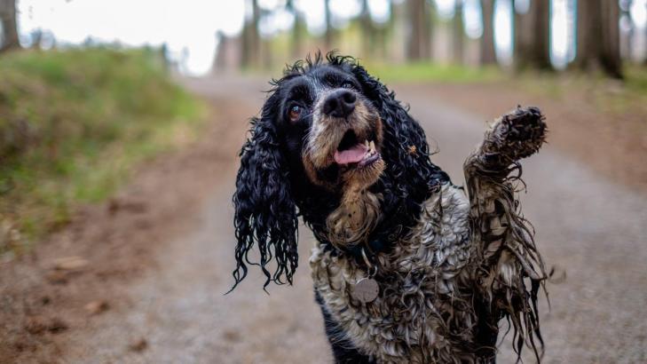 Why Dogs Roll Around in Filth and How You Can Stop Them