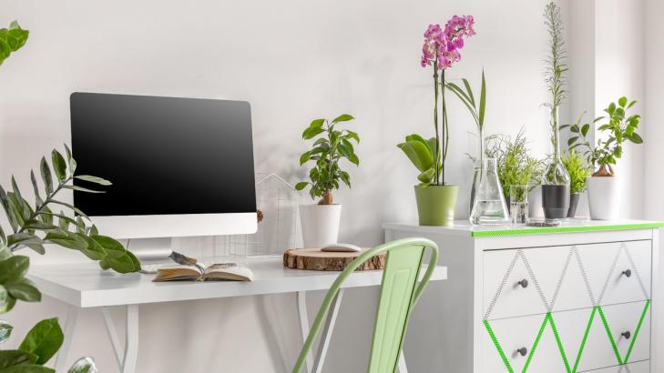 These Office Plants Will Turn Your Workspace Into an Oasis