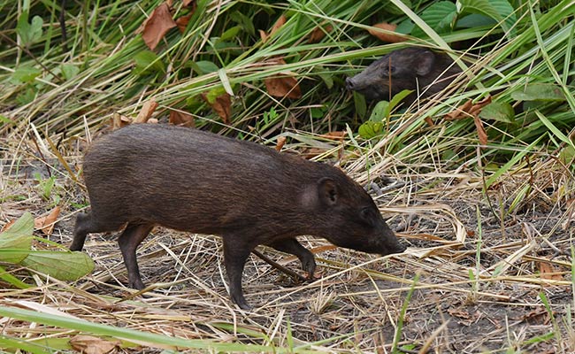 World's Smallest Pig Released Into Wild By Conservationists In Assam