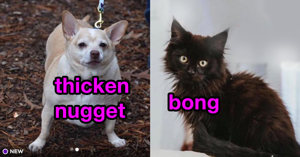 Pets up for adoption have some seriously bizarre names