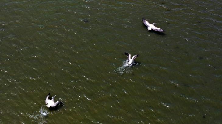 Colony of shy Albanian pelicans flourishes during pandemic