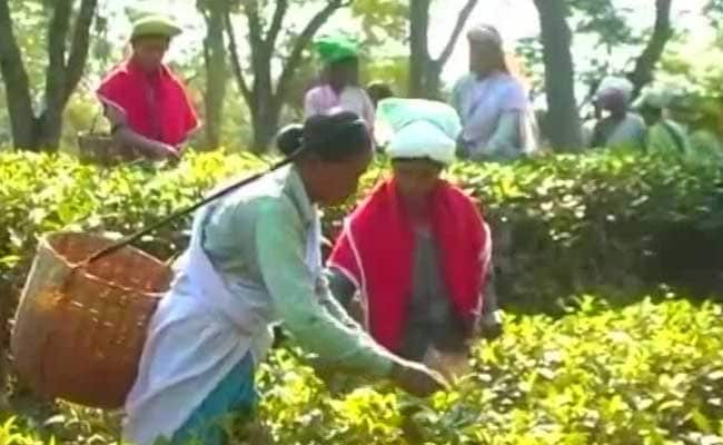 Hit Hard In 2nd Covid Wave, 1% Of Assam Tea Workers Have Got Both Jabs