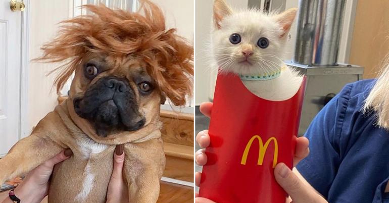 Animals are the pillar on which the internet stands. Prove me wrong. (64 Photos)