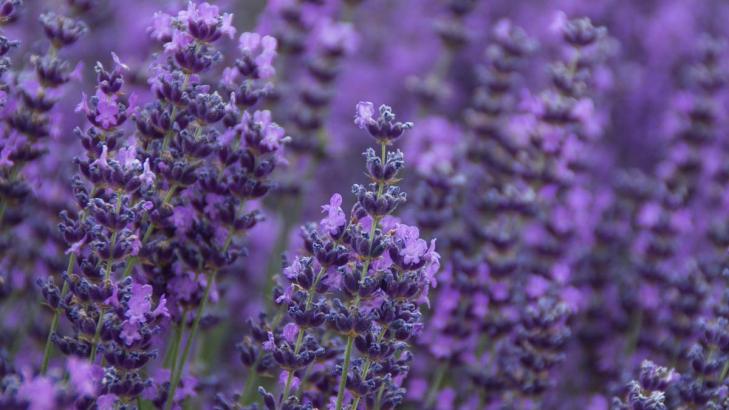 The Difference Between French and English Lavender, And Which Variety to Plant in Your Garden