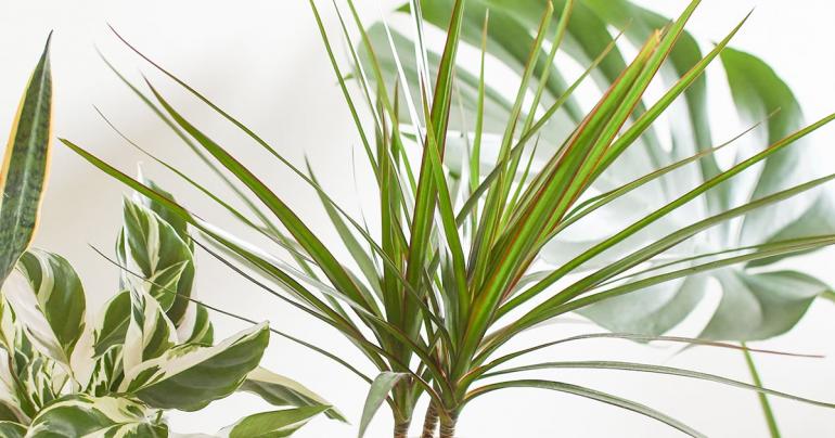 9 Houseplants Perfect For Apartments That Don't Get a Lot of Natural Light