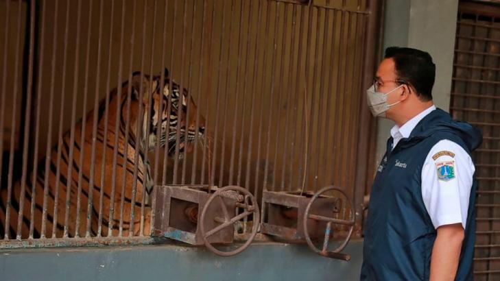 2 rare Sumatran tigers recovering after catching COVID-19