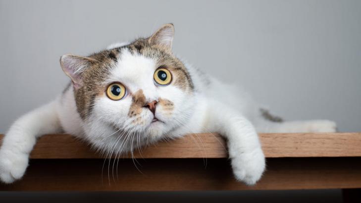 6 of the Most Bizarre Cat Behaviors (and Why They Do Them)
