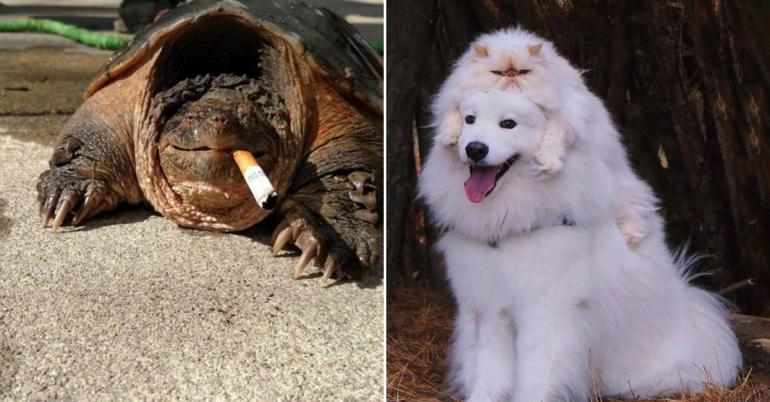 Animals providing us a much-needed laugh to our day! (59 Photos)