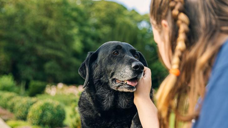 How to Spot Cognitive Dysfunction in Aging Pets (and What You Can Do to Help)