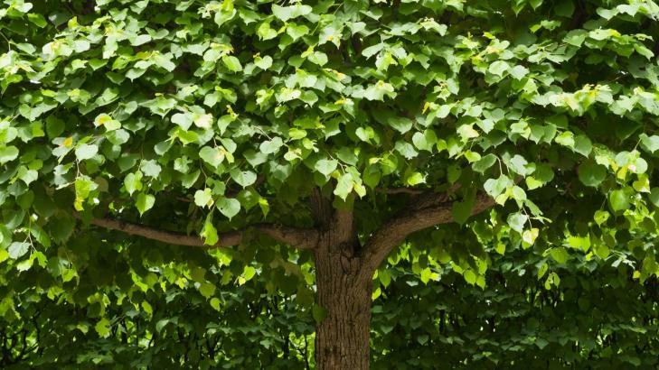 Plant These Trees for an Aromatic Garden