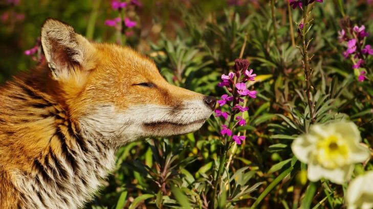 10 Plants That Will Turn Your Back Yard Into a Wildlife Sanctuary