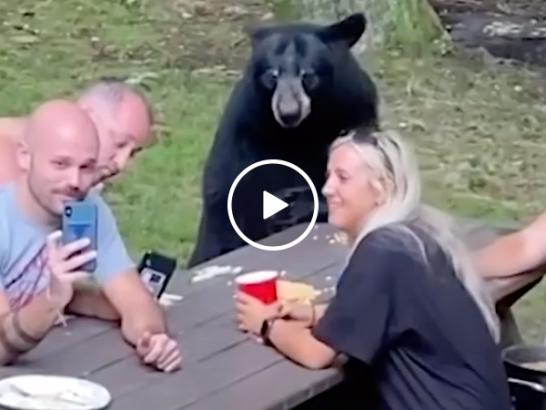 Nothing to see here but a family picnic with a black bear?! (Video)