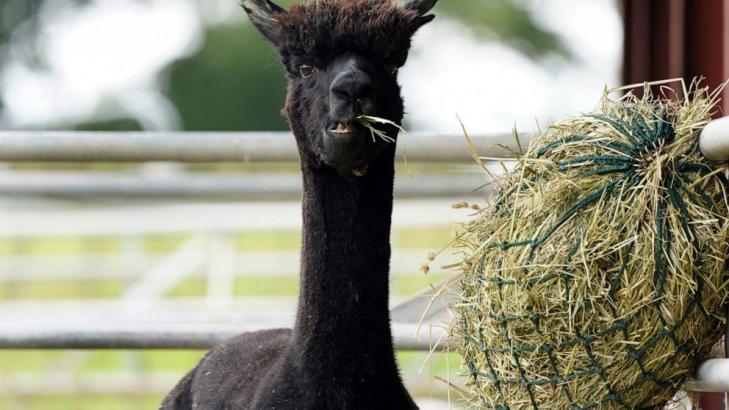 UK vets euthanize alpaca with bovine TB after public battle