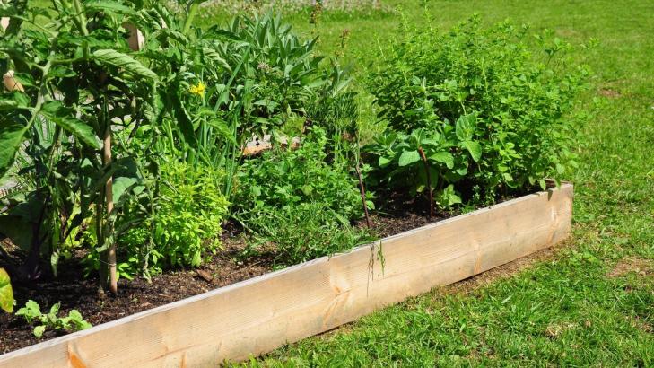 Why Raised Garden Beds Aren't All They're Cracked Up to Be