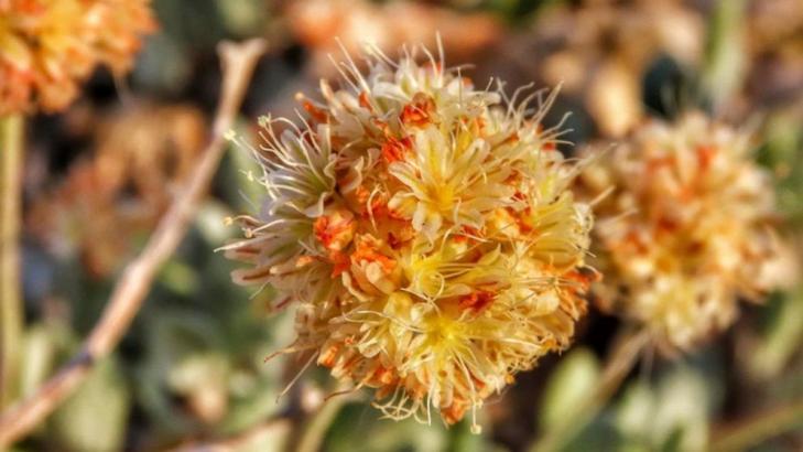 Endangered status proposed for Nevada flower at lithium mine