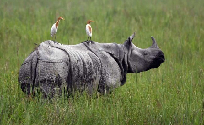 Over 500 Poachers Surrender In Assam, To Get Financial Aid For Work