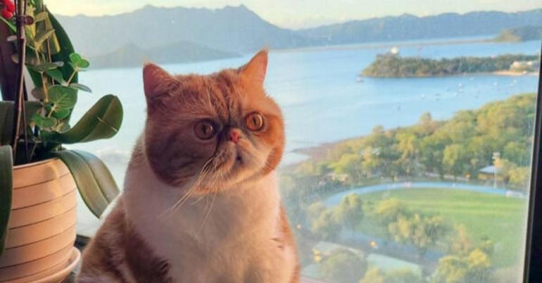 Cat Saturday Starts Right MEOW!!! (33 Photos)