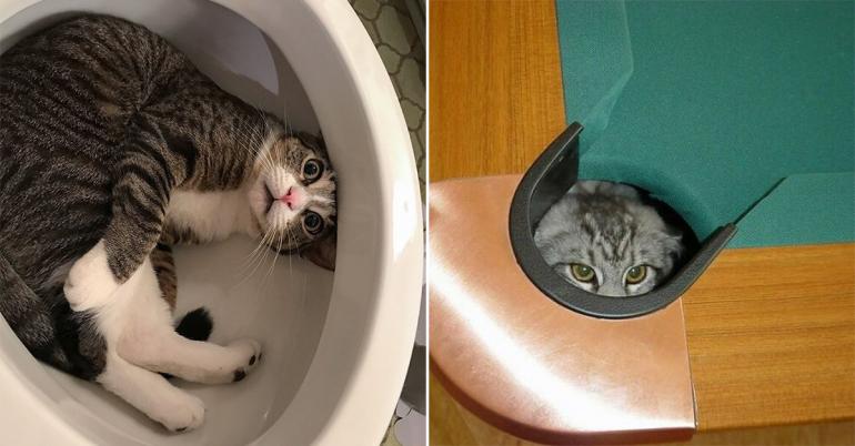 Cats in weird places are hilariously head-scratching (30 Photos)