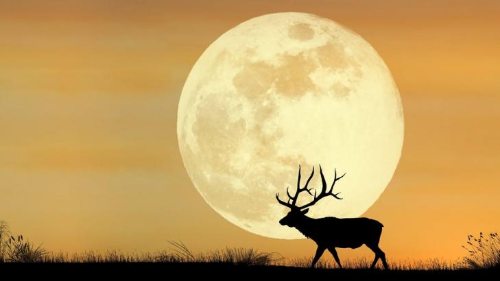 When to See the Spooky Hunter's Moon at Peak Brilliance This Month