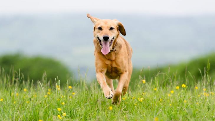 You Can Use GPS to Track Your Pet (Because a Microchip Won't)