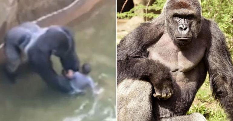 Harambe statue, 10,000 bananas appear by Wall Street bull