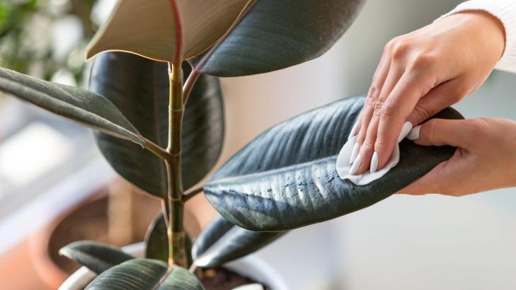 What You Need Is a Dust-Reducing Houseplant