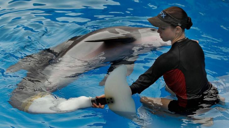 Star of "Dolphin Tale" movies falls ill at Florida aquarium
