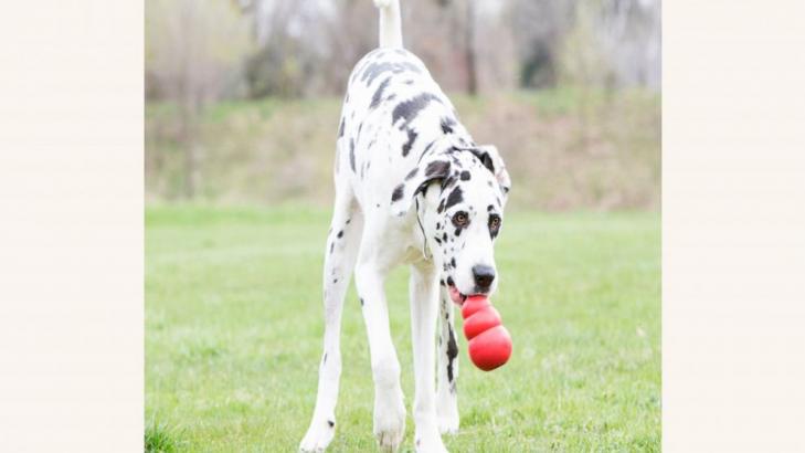 Humans back at work? Gifts that help dogs handle anxiety