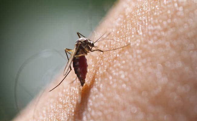 872 Dengue Patients Admitted In Prayagraj Government Hospitals