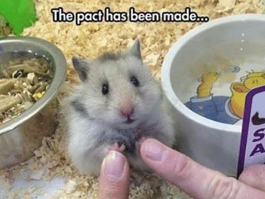 Only pet owners will understand these memes (40 Photos)