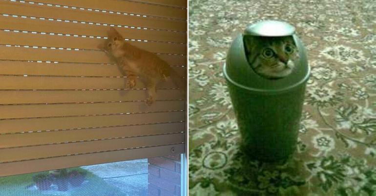A confusing and hilarious edition of Cats In Weird Places (30 Photos)
