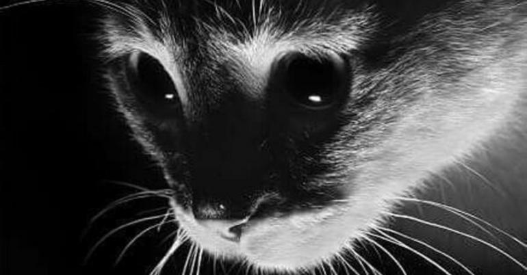 Cat Saturday Says Meow Meow (30 Photos)