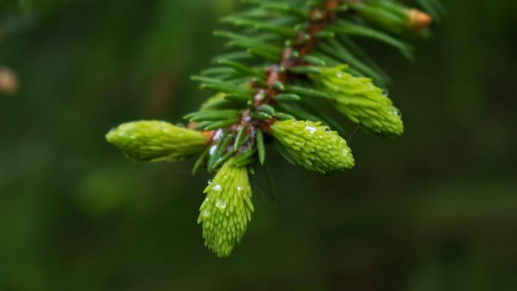 You Should Definitely Make Some Christmas Tree Syrup