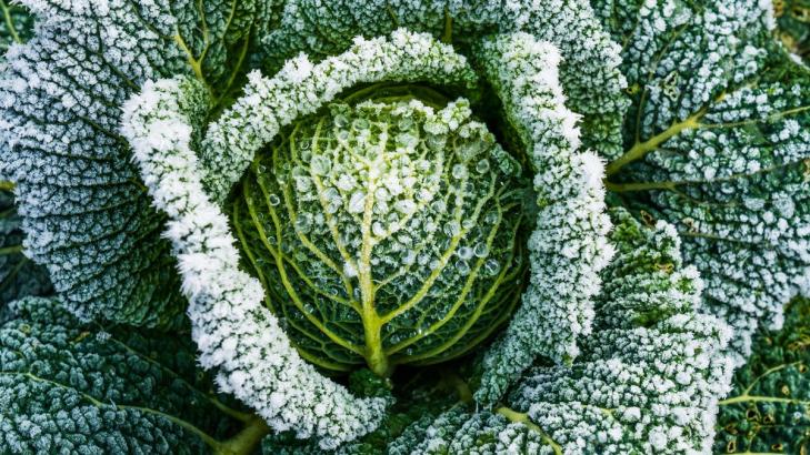 Plant These Veggies to Create a Winter Garden